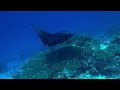 Maldives Deep South Diving 4K HDR  - 5 reasons why you should go there