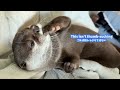 My Otter Acts Like a Little Kid