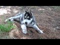 Husky Puppy notices pine needles for the first time!  Funny Reaction