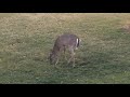 The deer are getting bolder! (Pt 1)