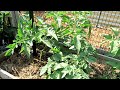 How to Correctly Use Epsom Salt on Cucumber & Tomato Plants with Mix Recipe: Don't Over Use it!