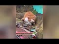 You LAUGH you LOSE 😂 Best Funny Animals 2024 😅