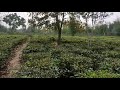 tea garden at buhumka