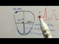 Basic ECG principles for beginners part 1| اساسيات تخطيط القلب للمبتدئين الجزء 1