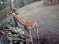 Baby Giraffe Is Abused!