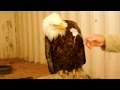 Caring for sick Bald Eagle