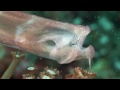 Mucky Secrets - Part 6 - Cardinalfishes & Trumpetfish - Lembeh Strait
