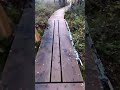 Playing Hide and Seek With a Wild Ermine #3 The full length of the boardwalk