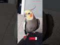 Monty The Naughty Cockatiel's weekly moments. ❤️❤️part 60❤️❤️ #monty #viral