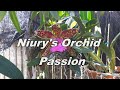 Orchid Challenge (The orchid that best describes me)