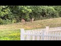 Deer Sighting 7/31/2024