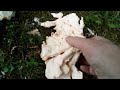 Chicken of the Woods (Laetiporus Cincinnatus)