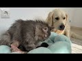 Golden Retriever Refuses to Meet Newborn Kittens
