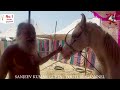 बिकाऊ घोड़े - पार्ट 50 Balotra Horse Market 2024 Tilwada Pashu Mela Horse Sale Price Video