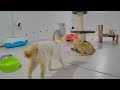 ❤️ So Funny! Funniest Cats and Dogs 😅🐱 Funny Cats Videos 🙀😻