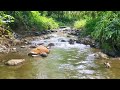 Forest Nature Sounds - Gentle Stream with Birdsong |  Relaxing Nature Ambience for Sleep