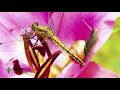 Dragonfly Pond Design 🦟🦟🦟 Which Design Attracts Dragonflies the Best?