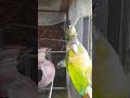 Meet Our Beautiful GSC Small Conure! 🦜❤️ | My Pets My Garden