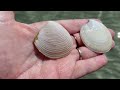 Florida Gulf Coast Beaches. Hunting seashells at Sanibel Lighthouse Beach.