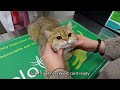 BOBA EYES EXPLAINED!! British shorthair vet visit #cat #vet