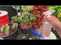 MAGIC SUPER Fertilizer for Cucumber, Strawberries, 100% SUCCESS & ORGANIC BOOSTS Growth & Harvest!!