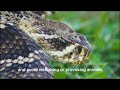 Snake Bite & Facts | Guardians of Biodiversity | 🐍