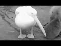 Pelican’t eat a Capybara