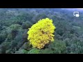 Arbol de sol o guayacán - Barbacoas-Narño-Colombia