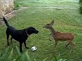 Dog versus Deer ORIGINAL