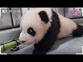 (SUB) Baby Panda's touching first steps🐼│Panda World