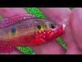 JEWEL CICHLIDS are here! Micro-fishing for aquarium fish