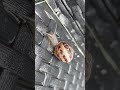 Snail eating