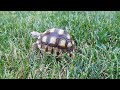 Turbo Dave in the shade with sprinklers (hot day out 108°F)