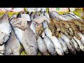 Cox's Bazar Street Food | কক্সবাজারের রাস্তার খাবার | Fishing Videos 2024