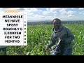 MAIZE FARMING IN KENYA