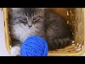 , Calming Music for Anxious Cats, Soothing Sleep Music, Relaxation, Deep Sleep,  (Cat TV video)