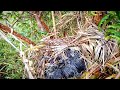 Greater coucal Bird tries to bring baby frogs to eat#birds #babyanimal