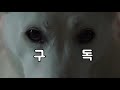 What happens when the cat and the baby white dog live togetherㅣJindo dog, puppy