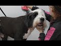 Oh me oh my 3 years is a LONG time | Old English Sheepdog
