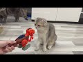 New Funny Animals 😂 Funniest Cats and Dogs Videos 😺🐶 Part 22