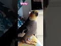 Monty The Naughty Cockatiel's weekly moments. ❤️❤️part 49❤️❤️ #monty #viral