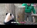 (SUB) Baby Twins Are Getting Close To Bamboo 🐼🐼│Panda World