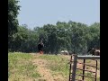 Nyobi Moriesian mare running back to her pasture mates.