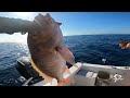 Boat runs over my Line! Catching TONS of Fish [Catch and Cook]