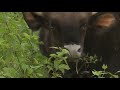 Worlds Biggest Wild Cows - Dangerous Gaur of India