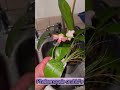 Phalaenopsis orchids