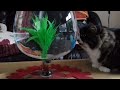 Robo fish and cat meet
