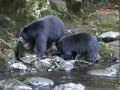 Baby Bear Goes Fishing.mov