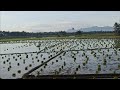 Traditional Rice Transplanting|Rice Seedlings|FarmLife|Felly Lifestyle