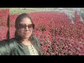 Khirai December 2023 || valley of flowers || Khirai flower garden || Khirai one day trip ||